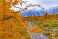 Colorado Rocky Mountain Trail Path In Autumn Fall Colors Royalty Free Stock Photo