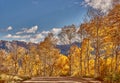 autumn in the rocky mountains of Colorado. Kebler Pass near Crested Butte, Colorado Royalty Free Stock Photo