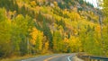 Colorado rocky mountains foliage in autumn fall on trees on curve winding Castle Creek scenic road