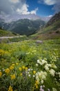 Colorado rocky mountains landscape with wildflower meadow Royalty Free Stock Photo