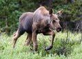 Shiras Moose in the Rocky Mountains of Colorado