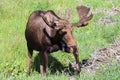 Shiras Moose in the Rocky Mountains of Colorado