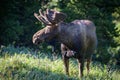 Shiras Moose in the Rocky Mountains of Colorado