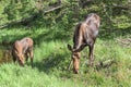 Shiras Moose in the Rocky Mountains of Colorado Royalty Free Stock Photo