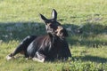 Awakening Cow Moose. Shiras Moose in the Rocky Mountains of Colo Royalty Free Stock Photo