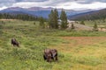 The Valley of the Moose. Shiras Moose in the Rocky Mountains of