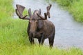 Bull Moose in a mountain stream during a rain storm