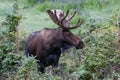 Colorado Shiras Moose Royalty Free Stock Photo