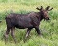 Colorado Shiras Moose Royalty Free Stock Photo