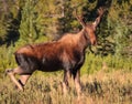 Colorado Shiras Moose Royalty Free Stock Photo