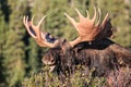 Colorado Shiras Moose