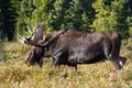 Colorado Shiras Moose Royalty Free Stock Photo