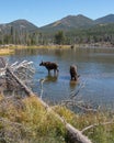 Colorado Shiras Moose Royalty Free Stock Photo