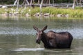 Colorado Shiras Moose