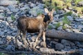 Colorado Shiras Moose Royalty Free Stock Photo