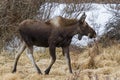 Colorado Shiras Moose Royalty Free Stock Photo