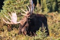 Colorado Shiras Moose Royalty Free Stock Photo