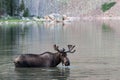 Colorado Shiras Moose Royalty Free Stock Photo