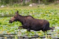 Colorado Shiras Moose