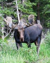 Colorado Shiras Moose Royalty Free Stock Photo