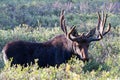 Colorado Shiras Moose