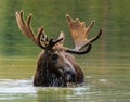 Colorado Shiras Moose Royalty Free Stock Photo