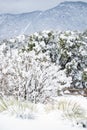 Colorado Springs Pikes Peak Range Winter Snow Royalty Free Stock Photo