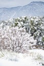 Colorado Springs Pikes Peak Range Winter Snow Royalty Free Stock Photo