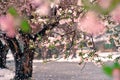 Crab-apple Trees Bloom in the Early Spring