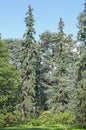 Colorado spruce and Atlas cedar majestic conifers in a park with trees