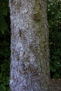 Colorado Spruce Bark 822799