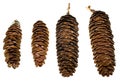 Colorado Spruce Cones