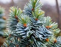 Colorado spruce \'Hoopsii\', Hoop\'s Blue Spruce, Hopsy spruce, Hoopsie blue spruce, Hopsy blue spruce Royalty Free Stock Photo