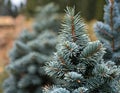 Colorado spruce \'Hoopsii\', Hoop\'s Blue Spruce, Hopsy spruce, Hoopsie blue spruce, Hopsy blue spruce Royalty Free Stock Photo