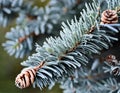 Colorado spruce \'Hoopsii\', Hoop\'s Blue Spruce, Hopsy spruce, Hoopsie blue spruce, Hopsy blue spruce Royalty Free Stock Photo