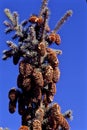 Colorado Spruce Seed Cones 58842