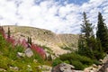 Colorado Summer Flowers Mountain Landscape Royalty Free Stock Photo