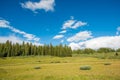 Colorado Summer Meadow Royalty Free Stock Photo
