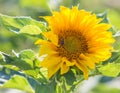 Yellow Sunflower bright on a Colorado Farm Royalty Free Stock Photo