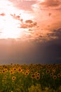 Colorado Sunflower Sunset Royalty Free Stock Photo