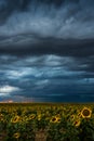 Storms Over The Sunflowers