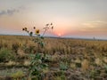 Colorado sunset sunflowers Royalty Free Stock Photo