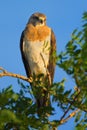 Colorado Swainson`s Hawk Dark Morph