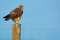 Colorado Swainson`s Hawk Perched