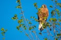 Colorado Swainson`s Hawk