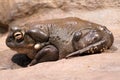 Colorado Toad Royalty Free Stock Photo