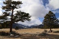 Colorado Trees and snow Mountain