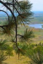 Colorado view with pine