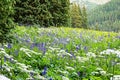 Colorado Wildflower Meadow Royalty Free Stock Photo