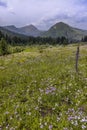 Colorado wildflower meadows near Crested butte. Royalty Free Stock Photo